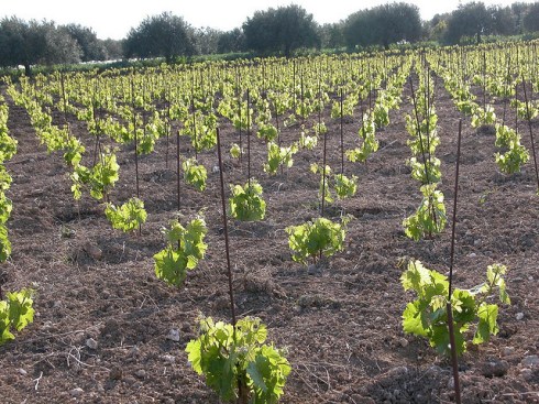 Bush vines, grapevines, no trellis, Sicilia