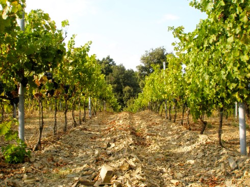 Bolgheri, Piastraia vineyard, Trellised vines, Italy, Tuscany, vineyard