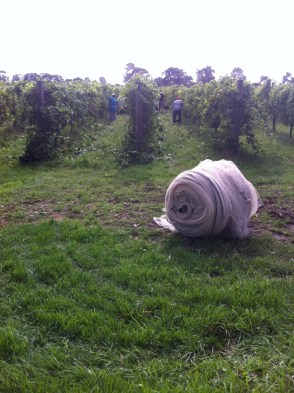 Handpicking the Werribee Shiraz