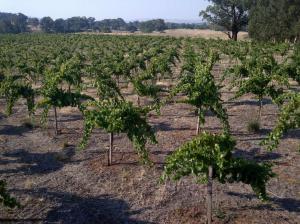 Everton-20140205-00266